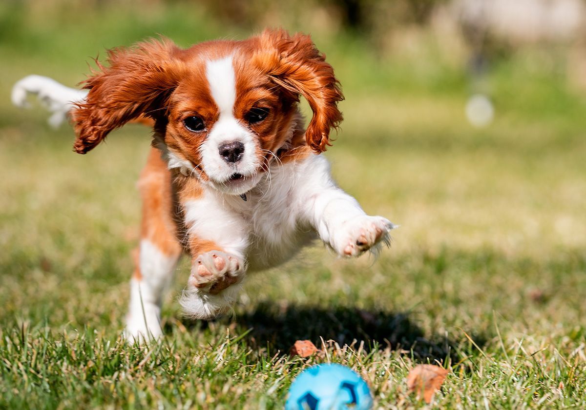 cavalier king charles jouant à la balle