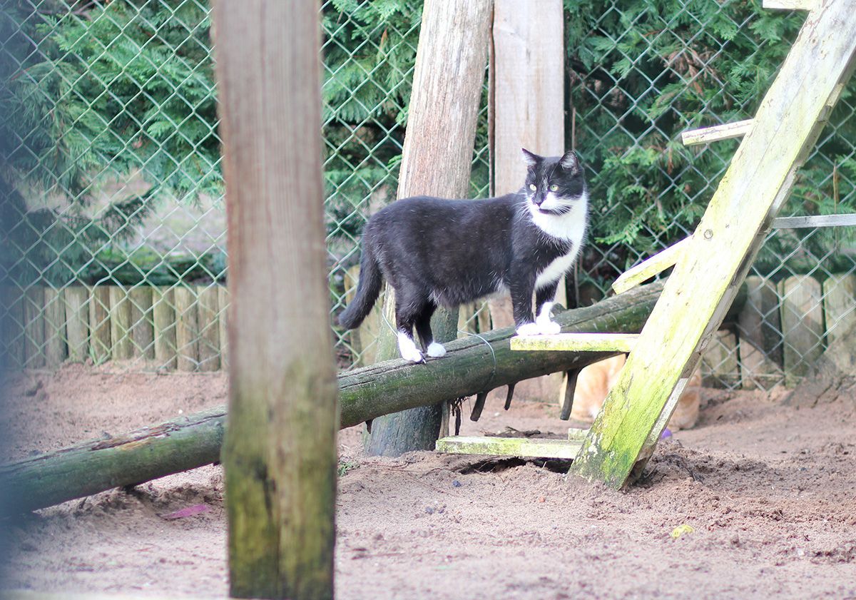 chat de refuge en extérieur