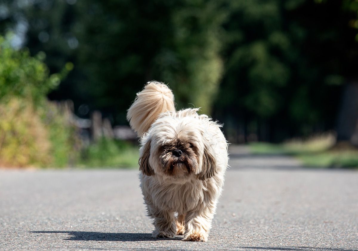 shih tzu marchant sur la route