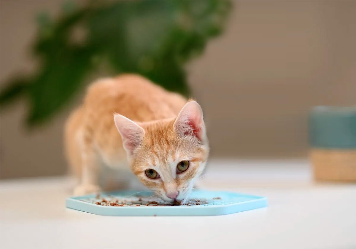 chat mangeant sur son tapis de nourriture