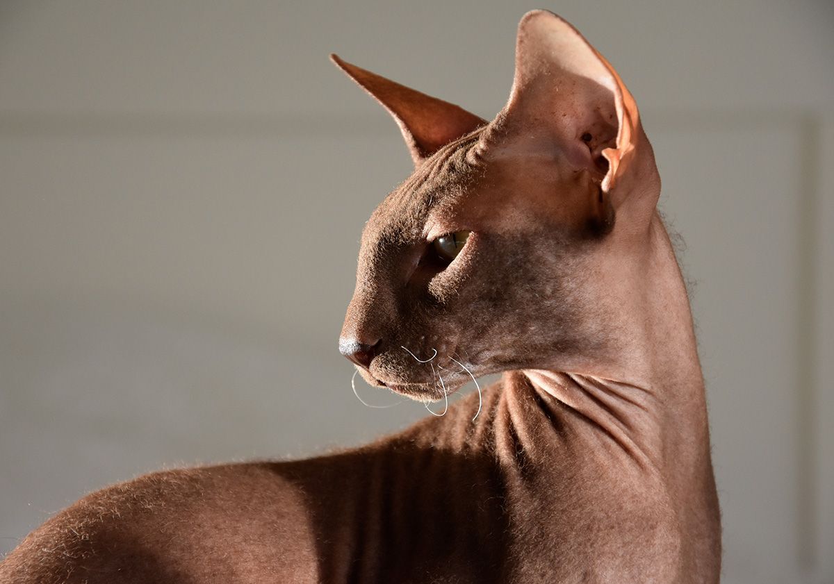 Peterbald de profil