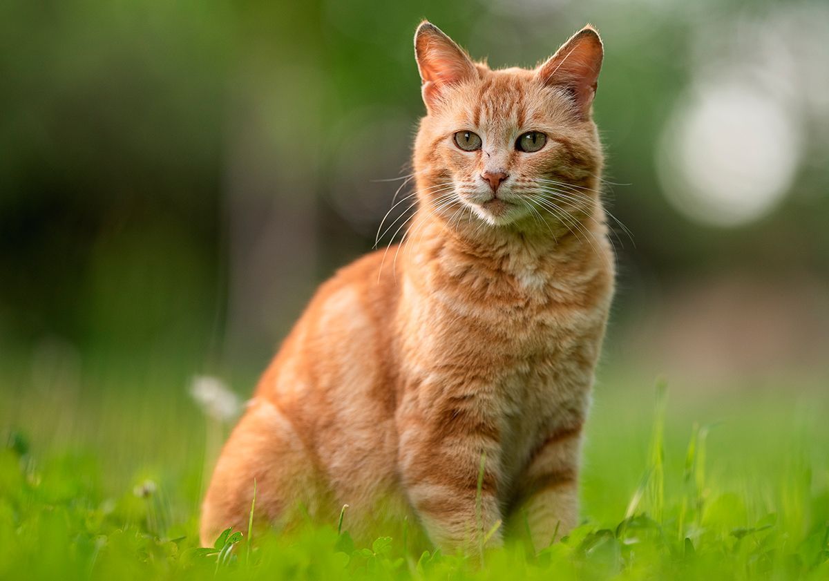 Chat roux dehors