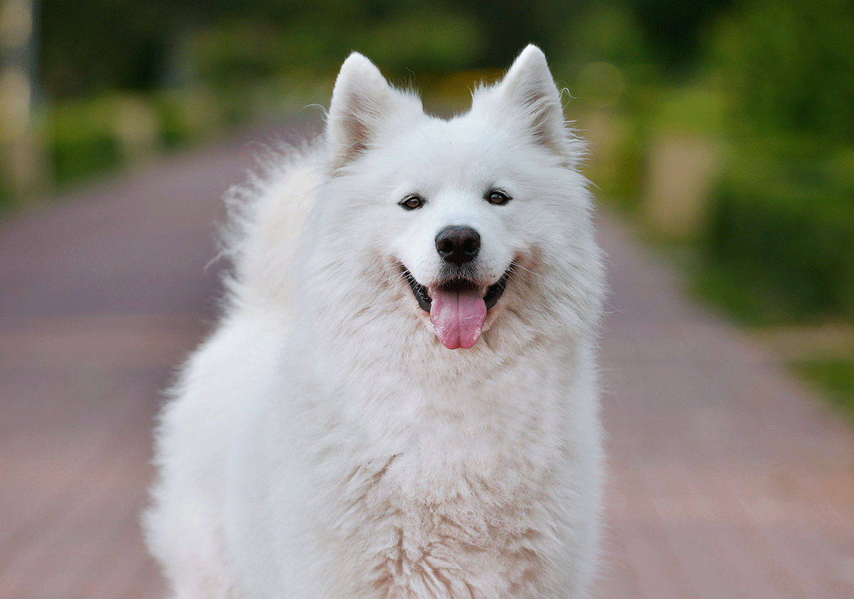 Chien tirant la langue