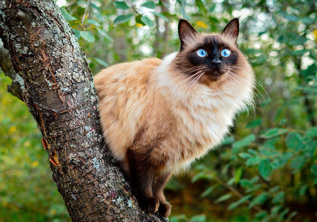 Chat perché sur un arbre