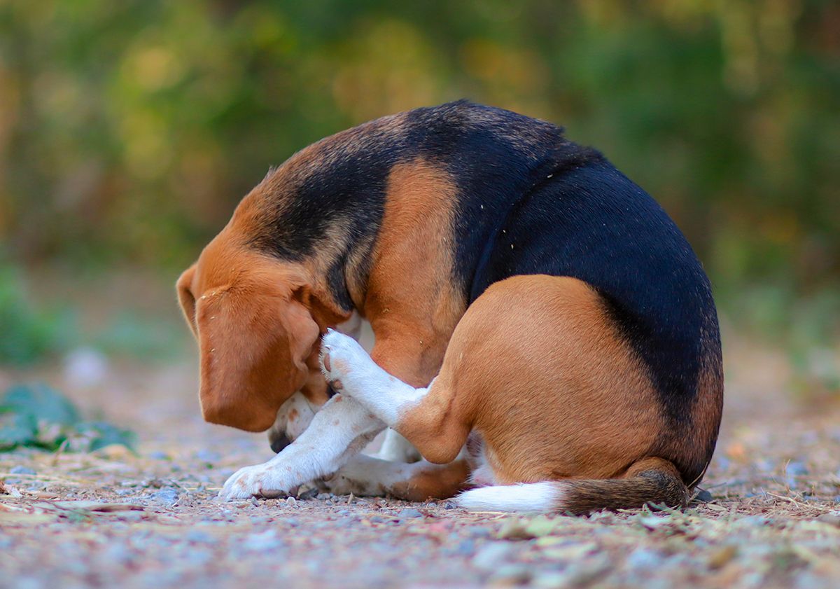 Allergie, chien qui se gratte 