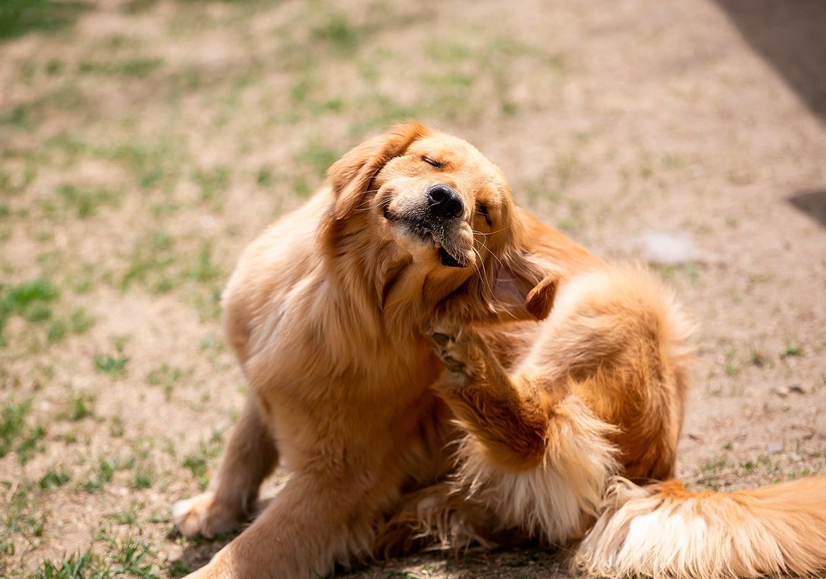 Chien qui se gratte 