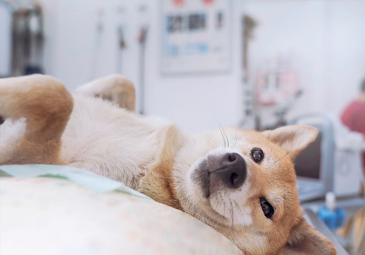 Chien chez le vétérinaire