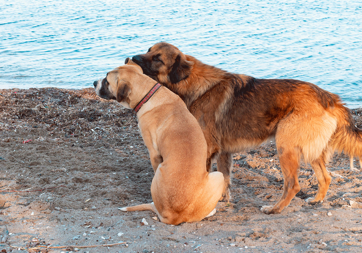 Chiens en chaleur