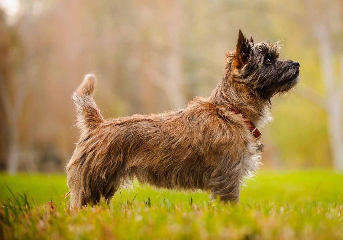 Chien de chasse terrier