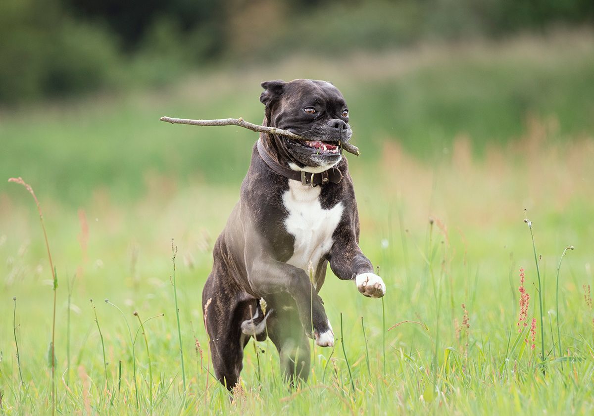 Boxer jouant en extérieur