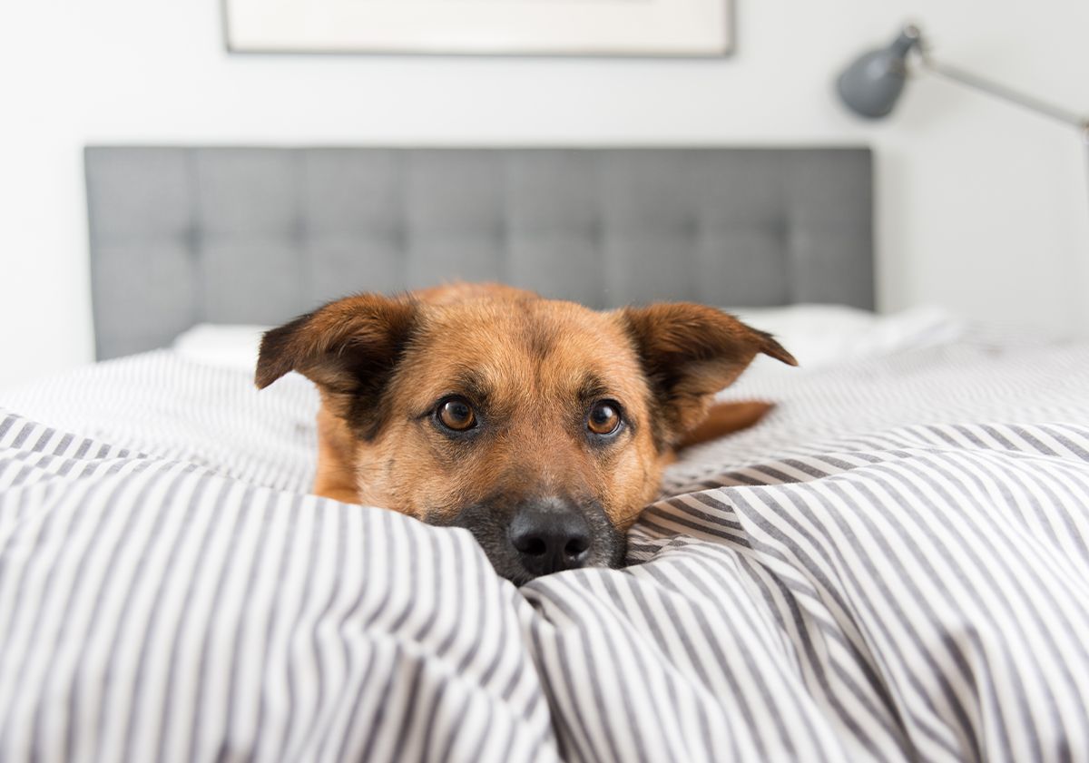 Chien qui pleure de solitude