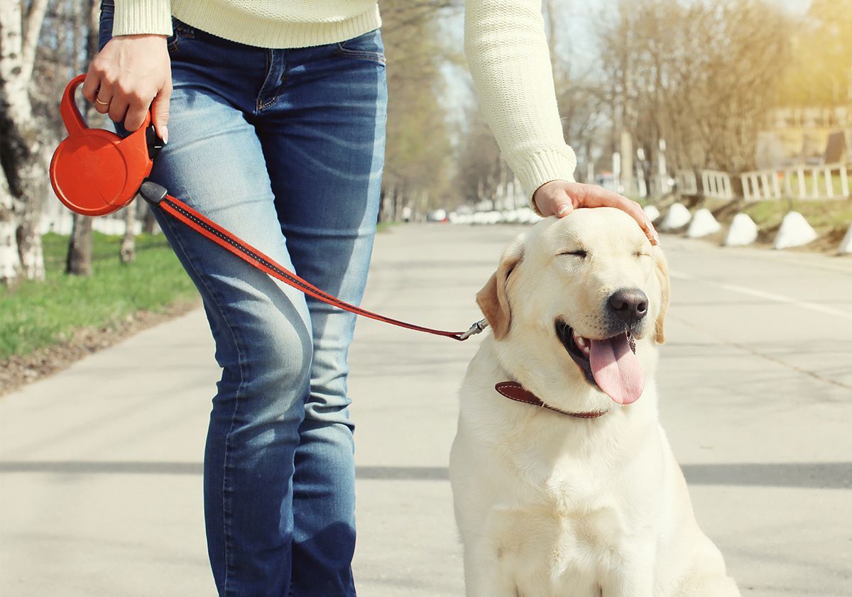 Chien en laisse à l'extérieur