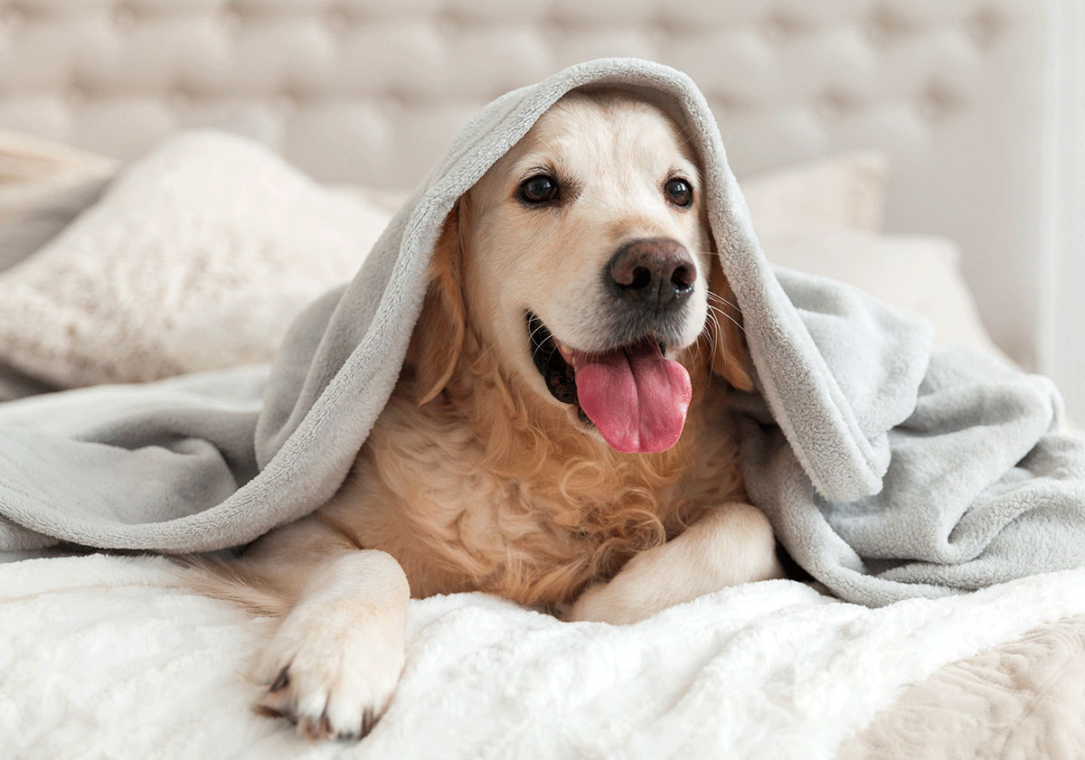 Chien sous une couverture en hiver