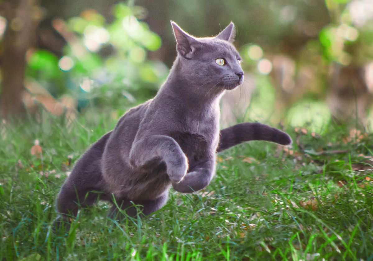 Chat jouant en extérieur