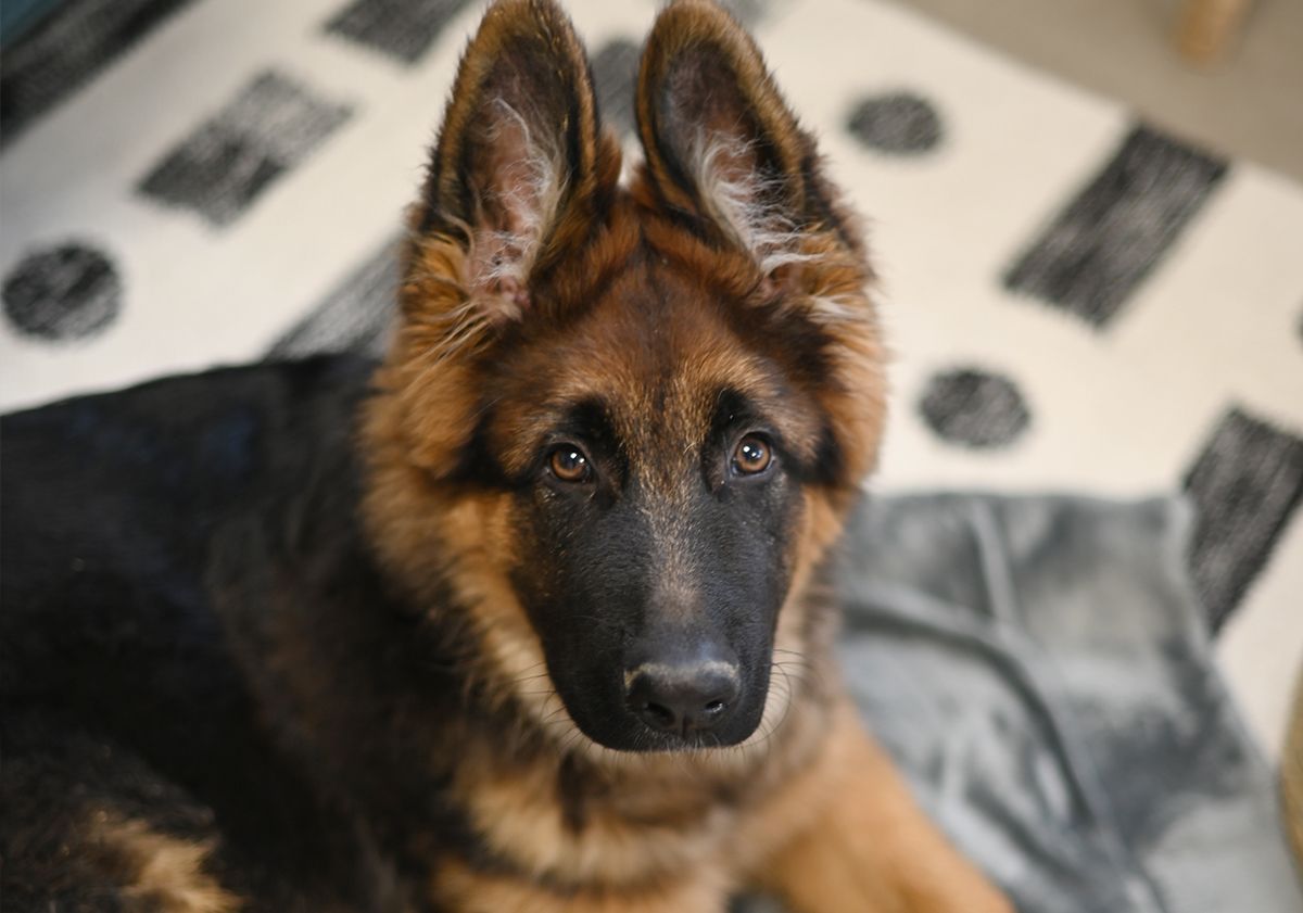 Chiot couché en intérieur