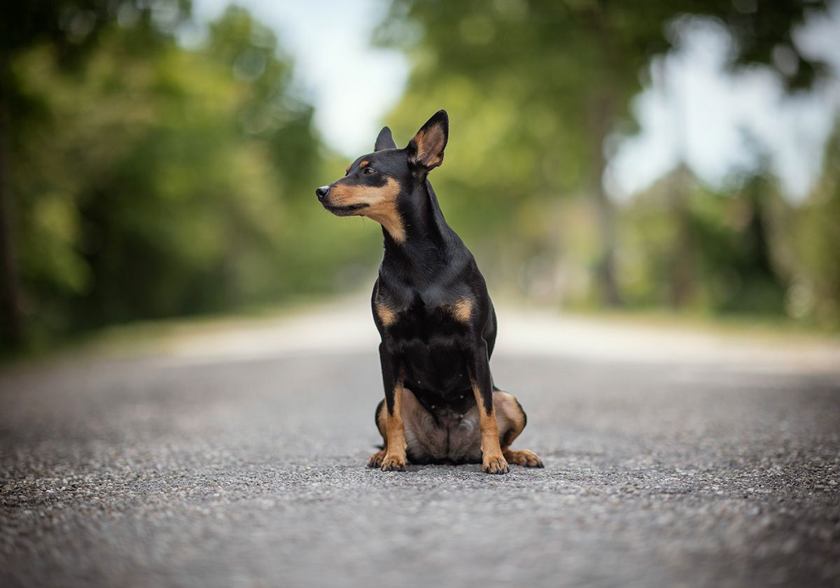 Pinscher nain assis sur la route dans la nature