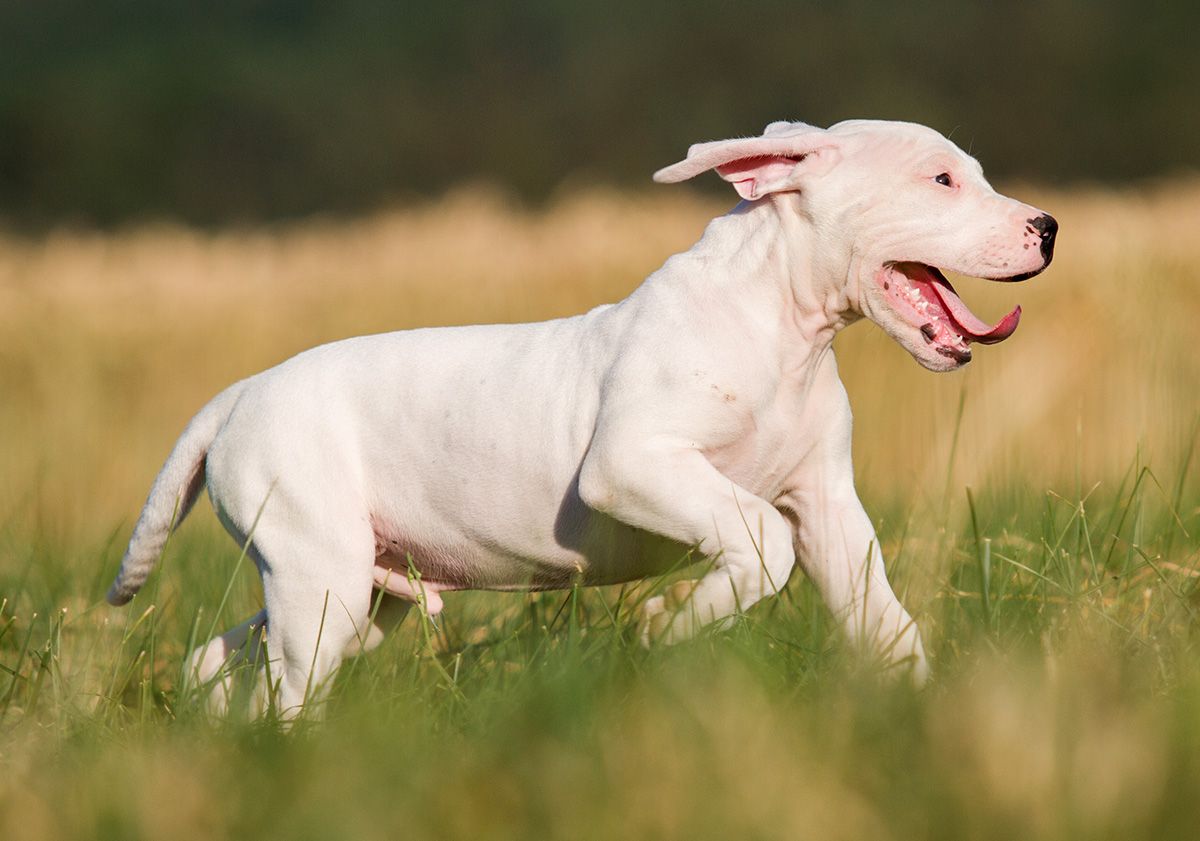 dogue argentin chiot dans un champ