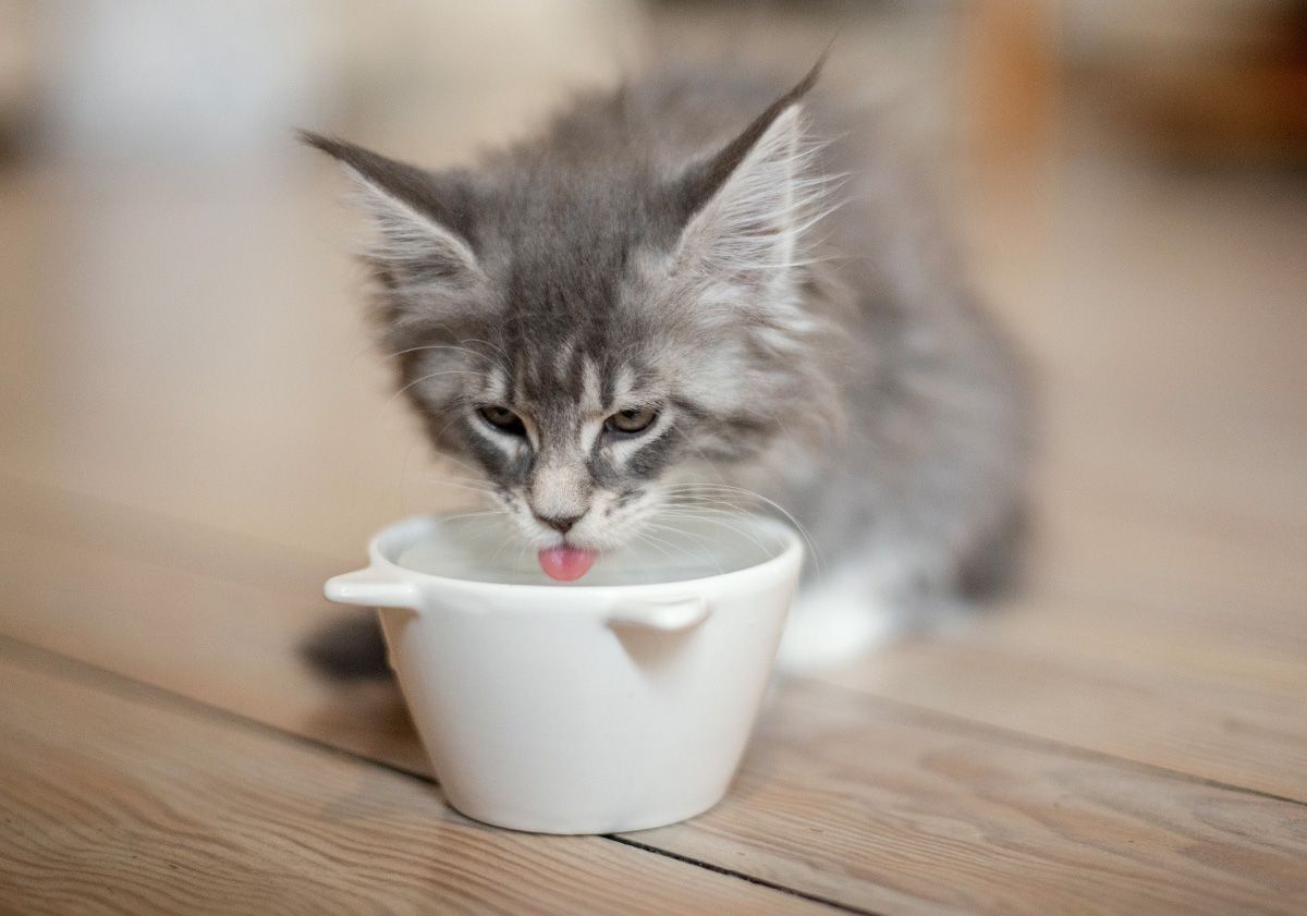 chaton gris à poils longs buvant de l'eau dans une coupelle à la maison