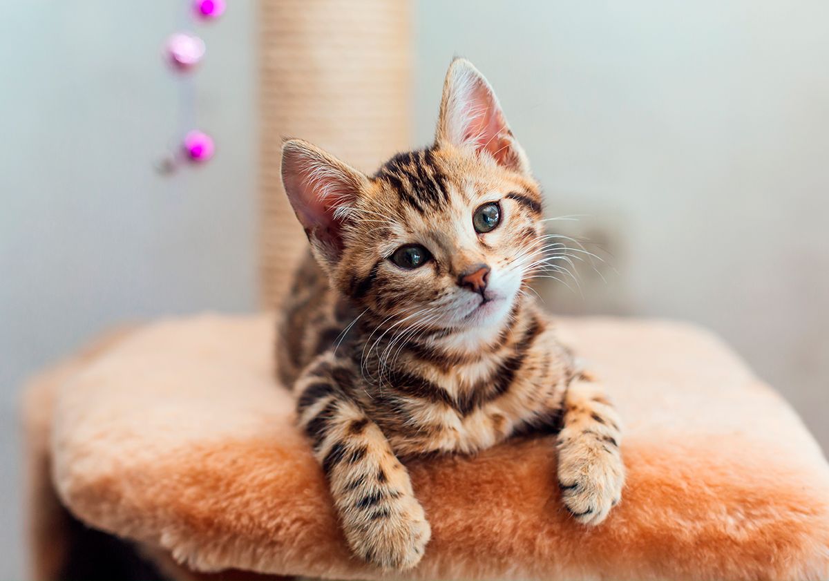 chaton bengal