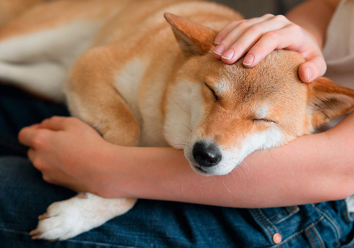 Chien malade avec sa maîtresse