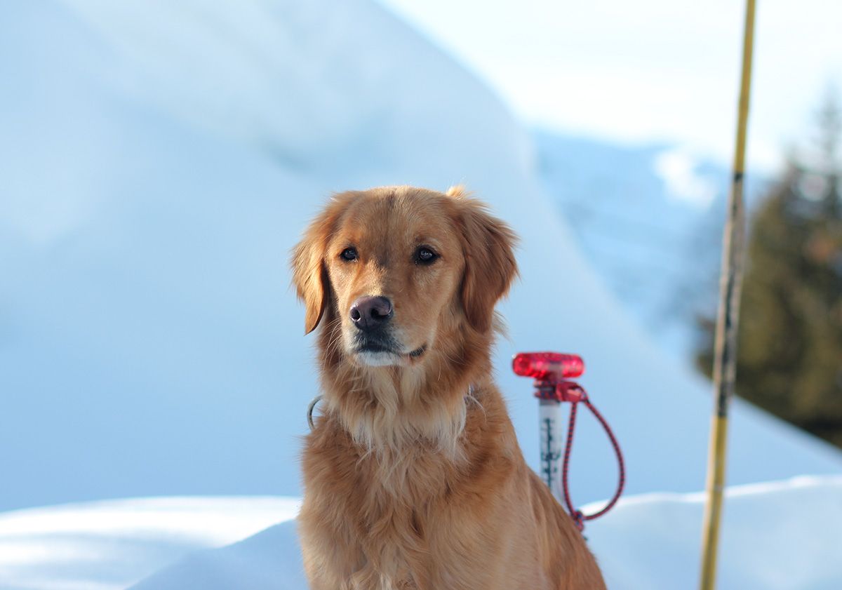 Turn chien sauveteur d'avalanche assis dans la neige