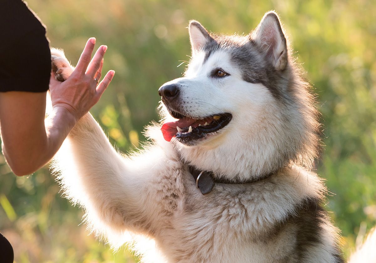 malamute de l'alaska et son maître