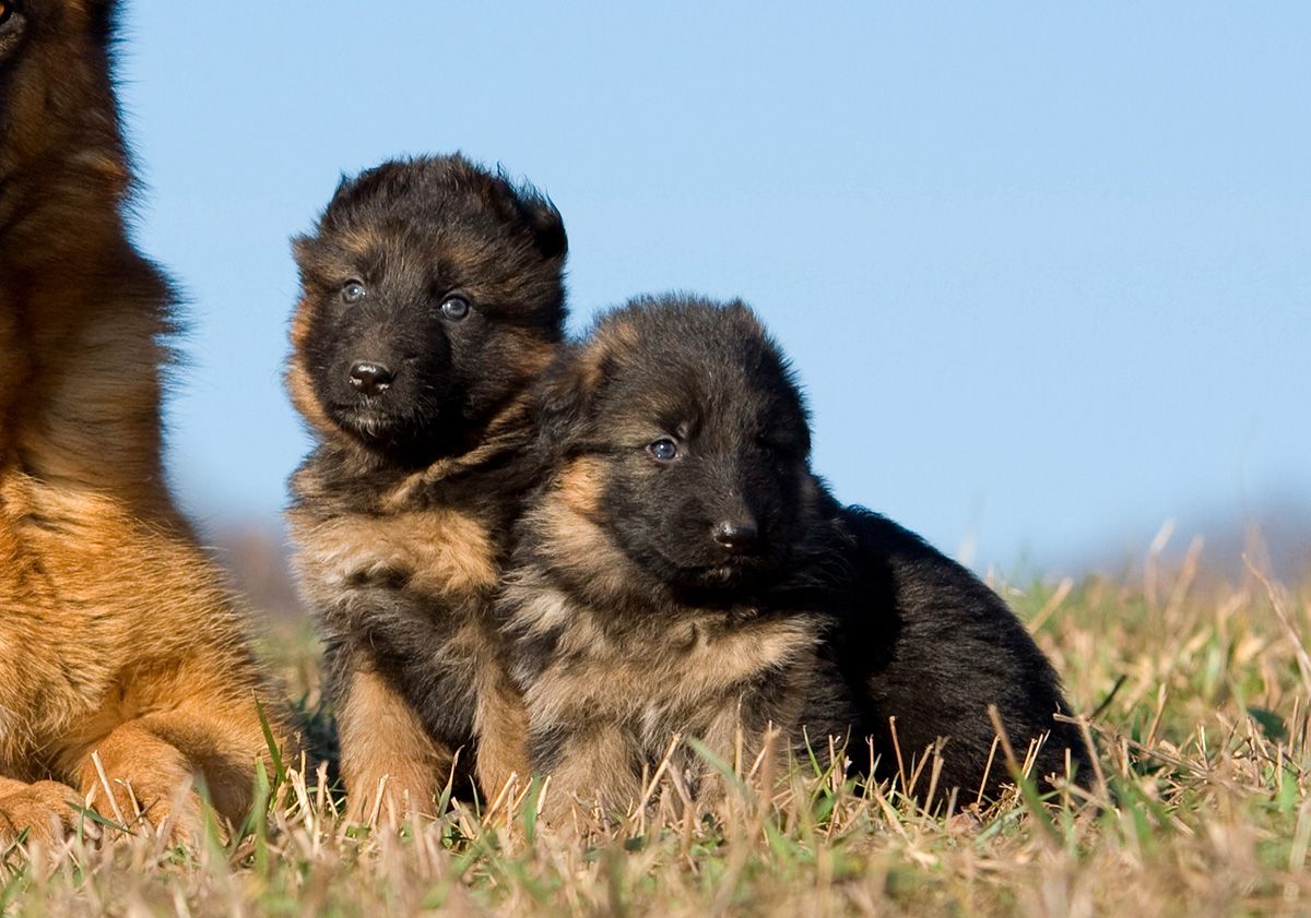 chiots Berger Allemand dans l'herbe