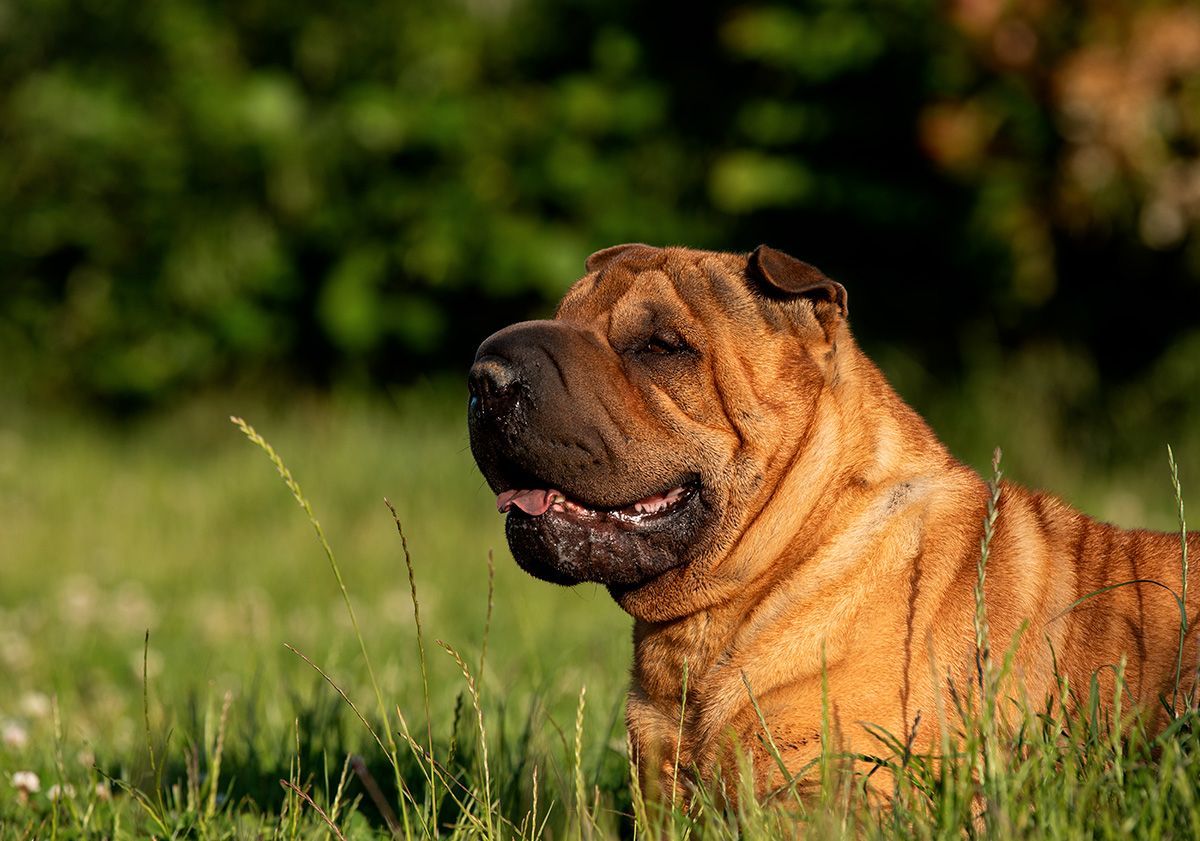 shar pei dans la nature