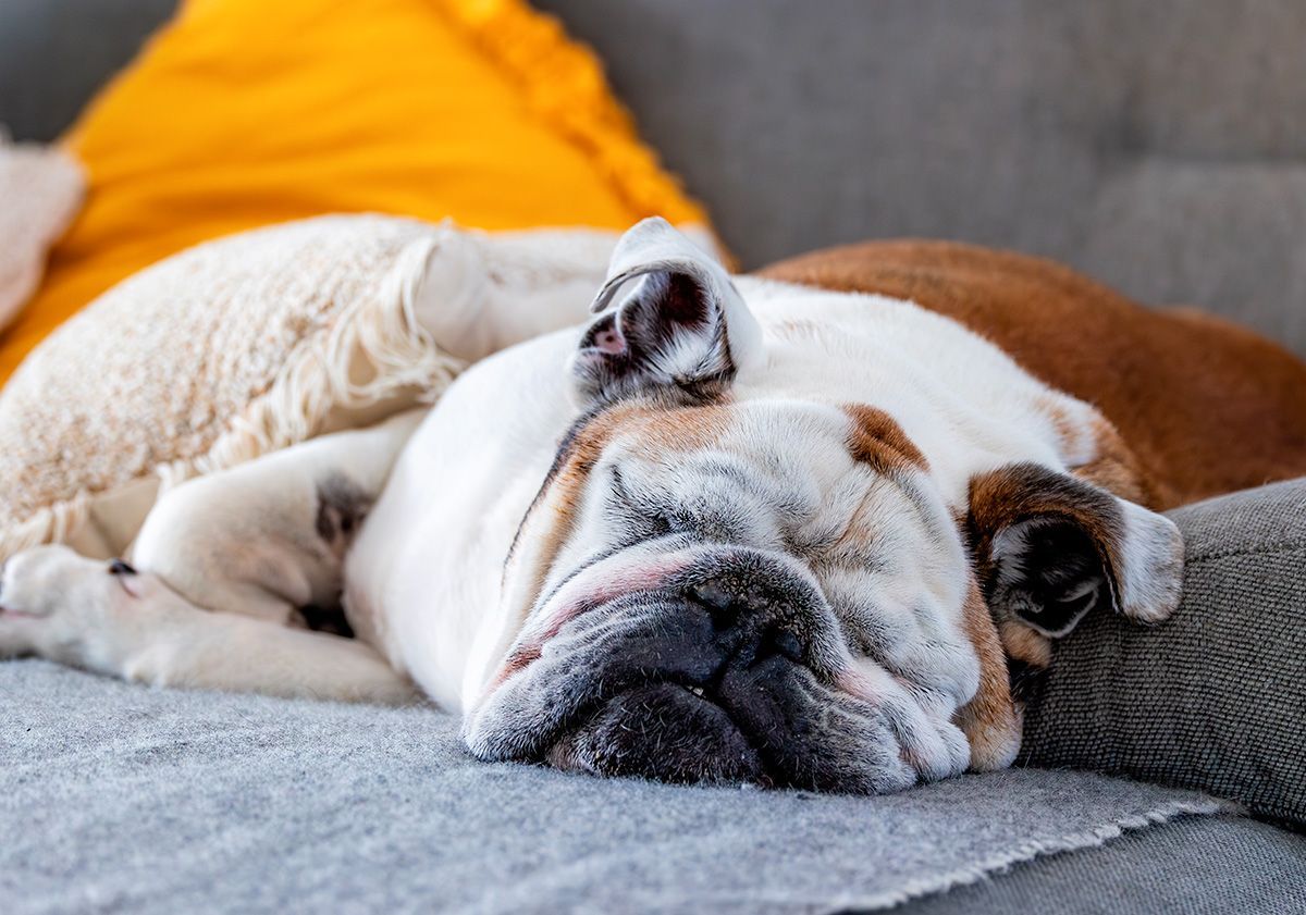 Bulldog anglais dormant sur un canapé