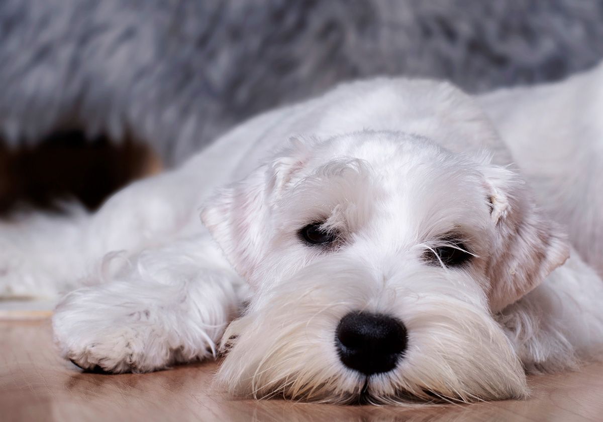 chien blanc dormant sur le sol