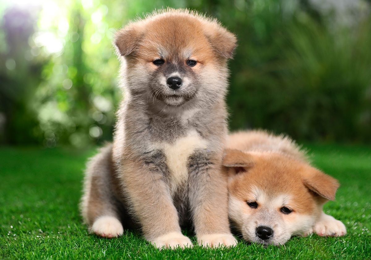 akita inu chiot