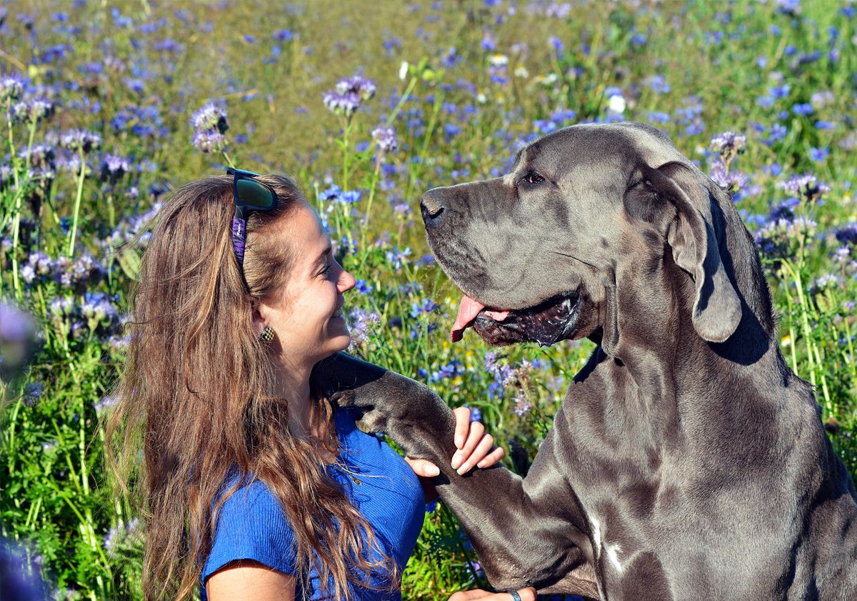 Chien avec sa maîtresse en extérieur