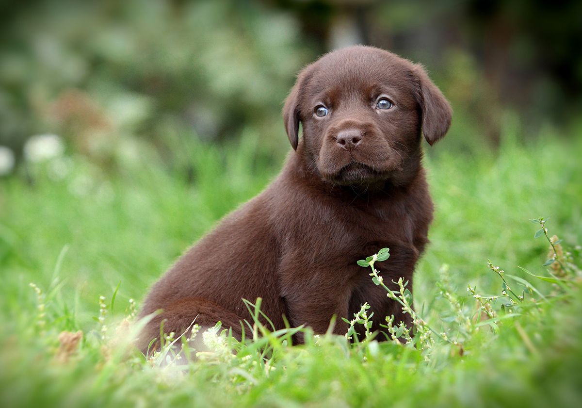 Petit labrador brun