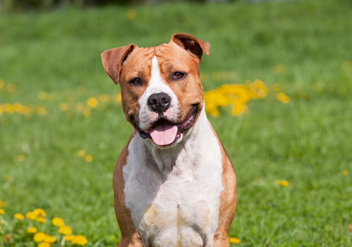 Pitbull en extérieur