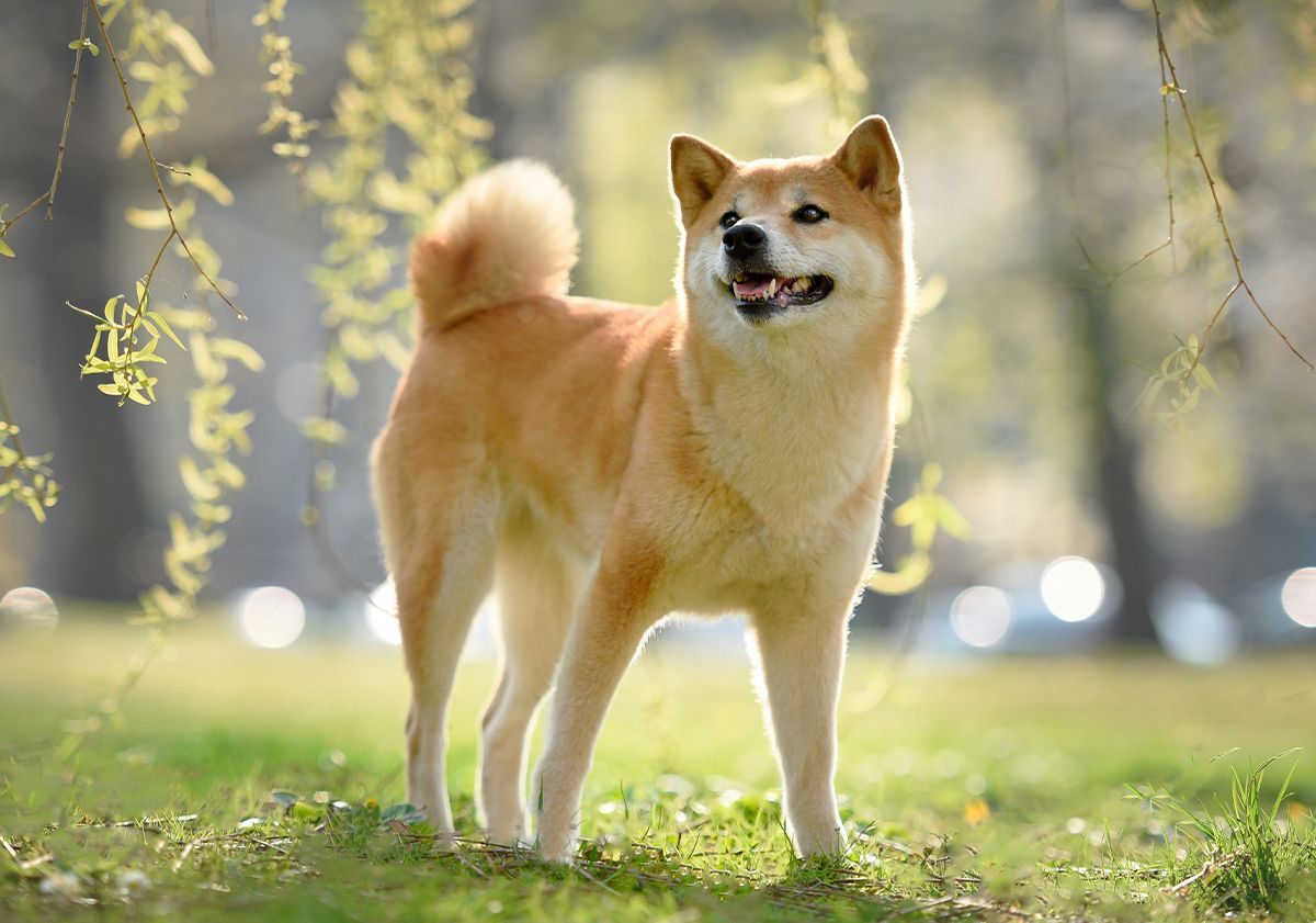 Shiba inu