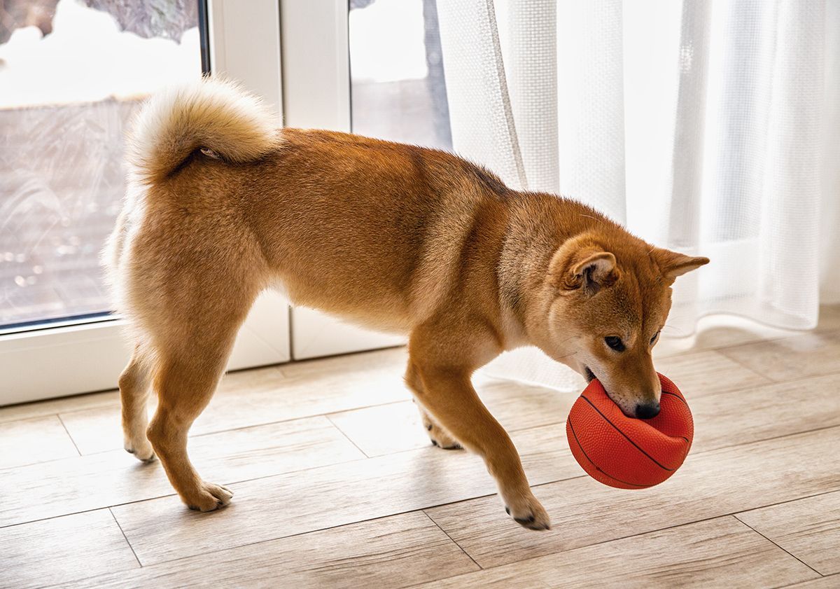 Shiba inu jouant avec un ballon