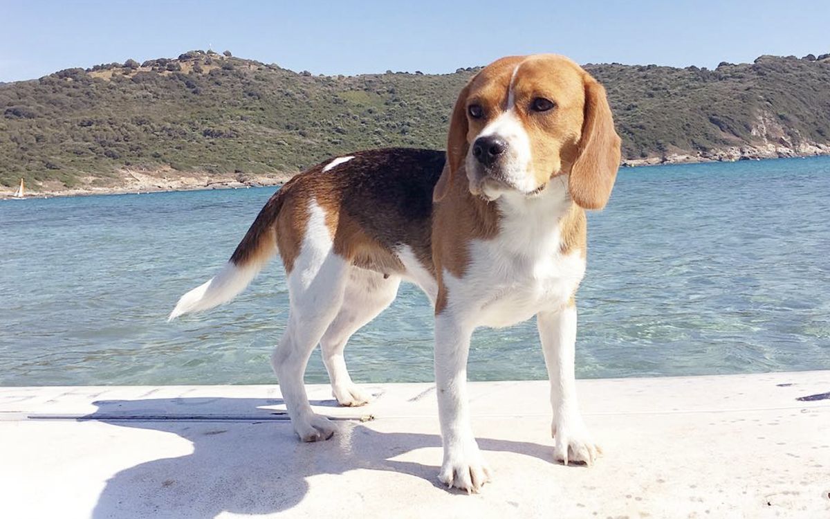 beagle a pelo d'acqua