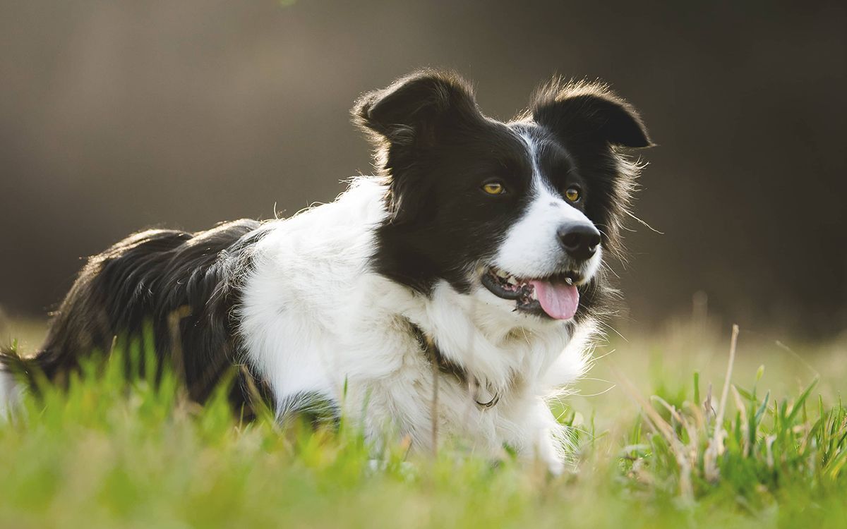 Border collie in un campo
