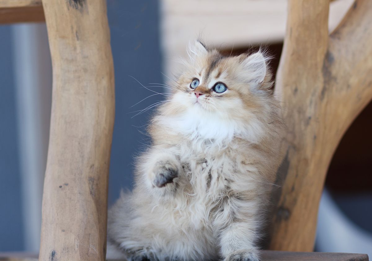 gattino british longhair che guarda in alto
