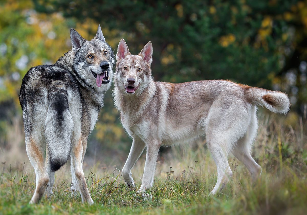 2 cani da lupo cecoslovacchi