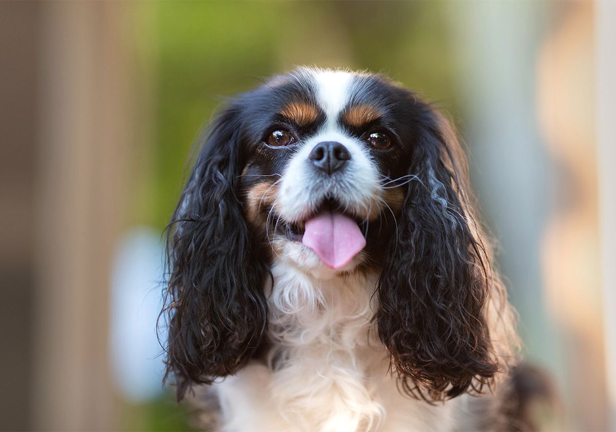 Cavalier king charles