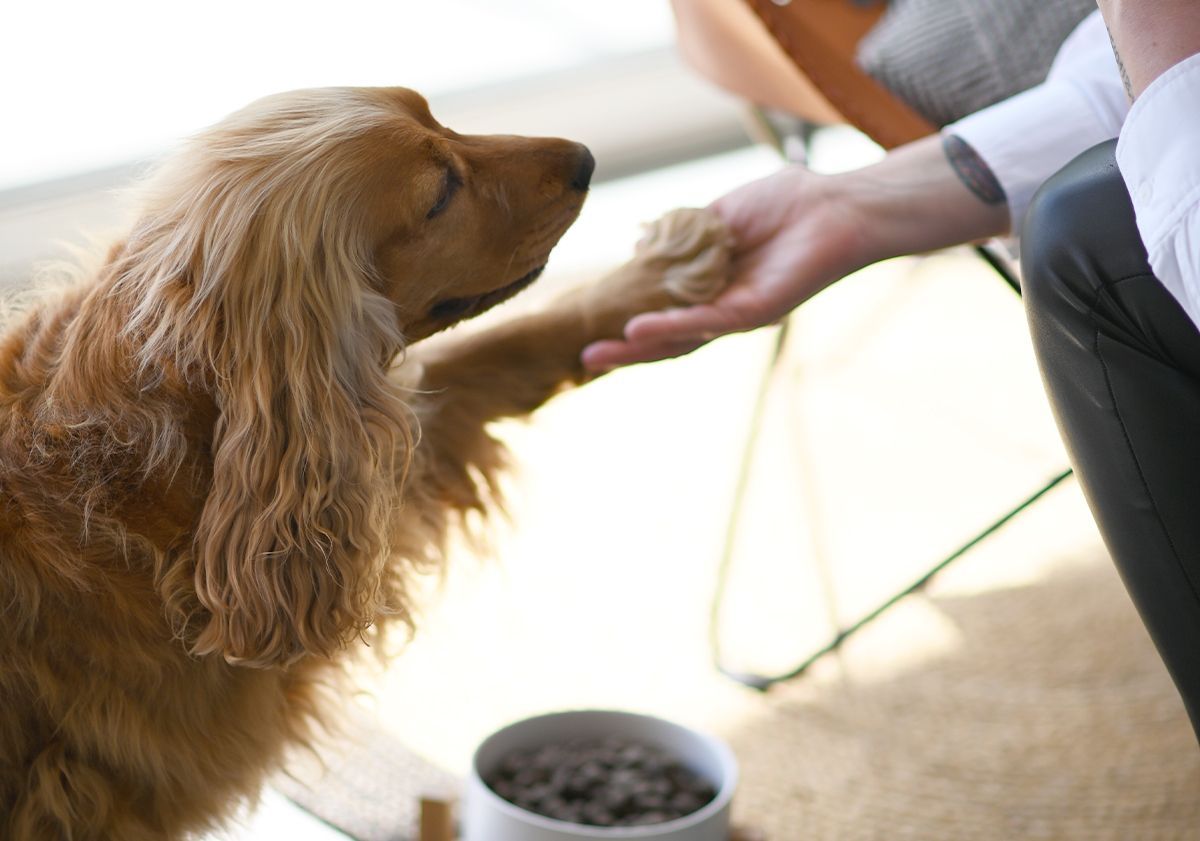 Cocker spaniel che scalpita verso la sua padrona