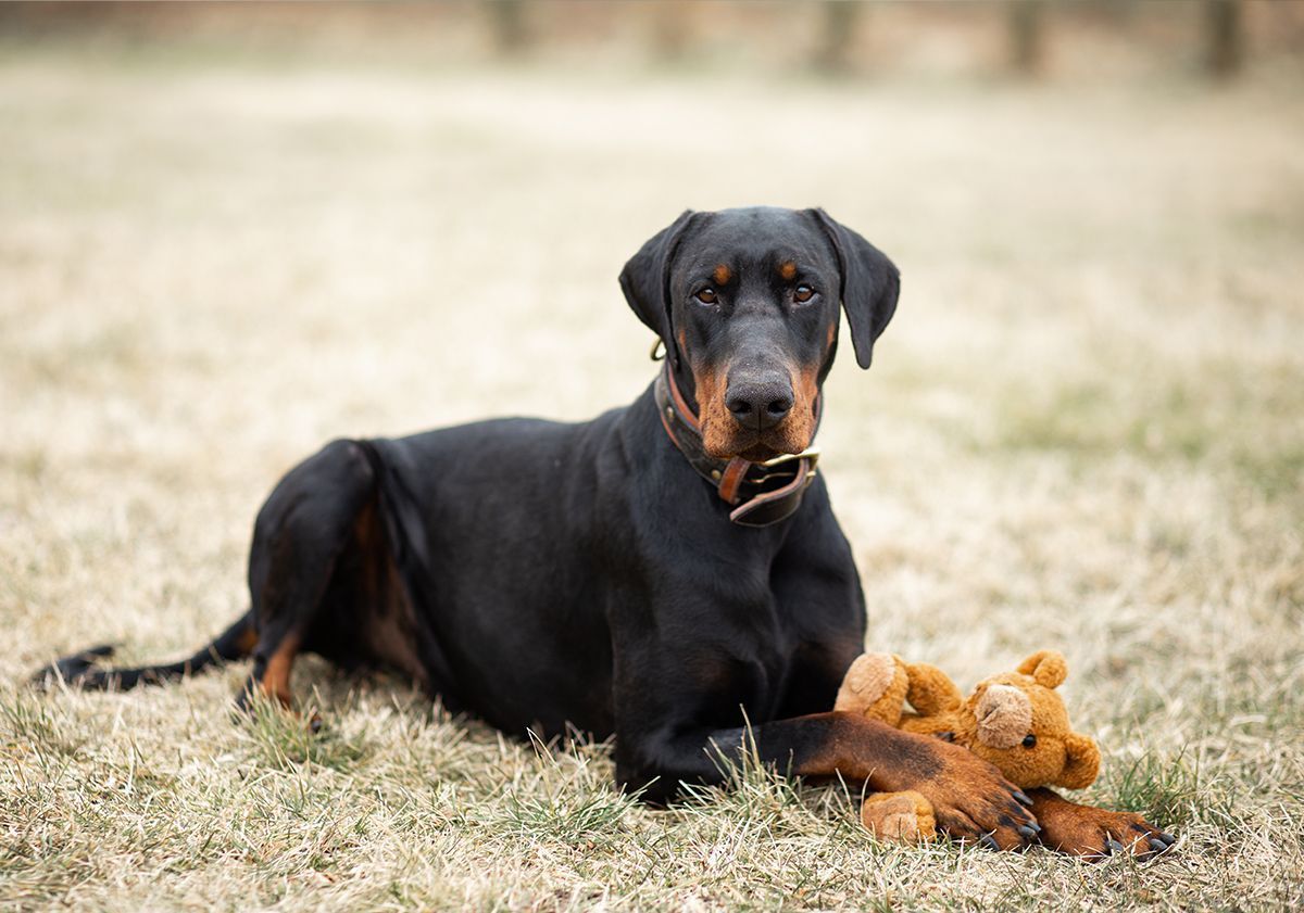 Dobermann reclinato