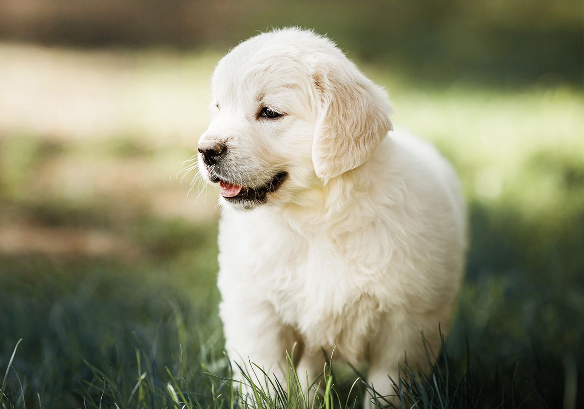 Golden Retriever che cammina sull'erba
