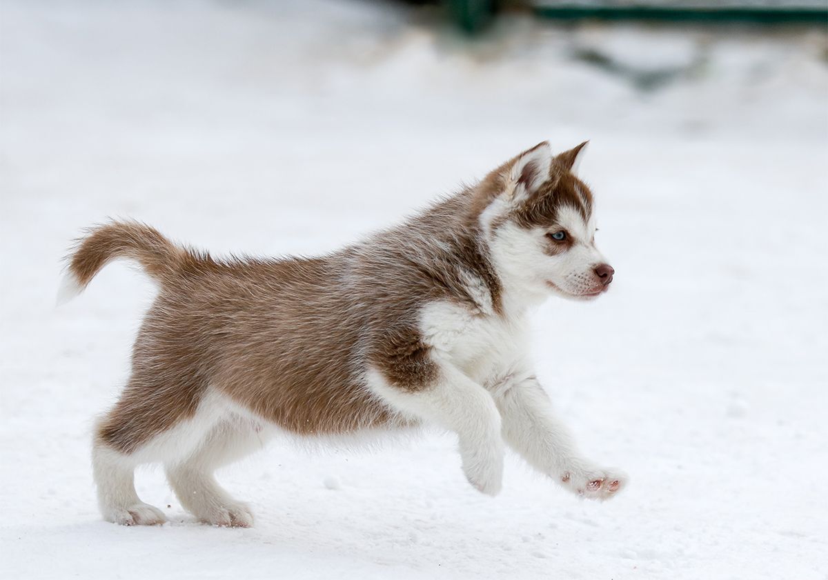 cucciolo husky che striscia sulla neve