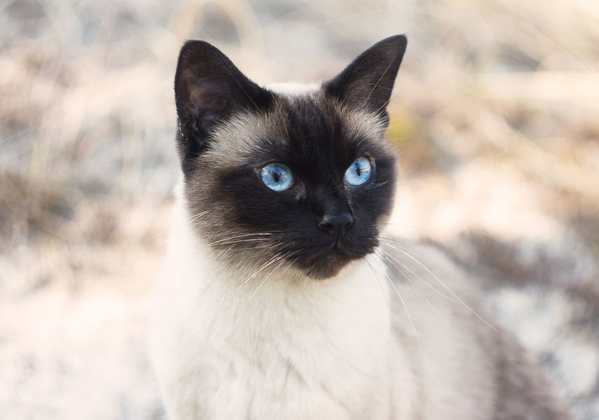 Primo piano del siamese