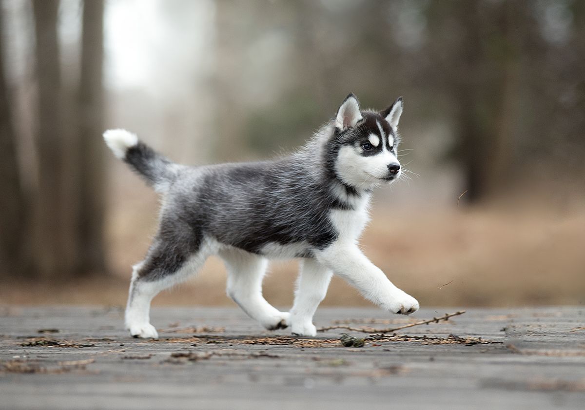 cucciolo di husky a passeggio