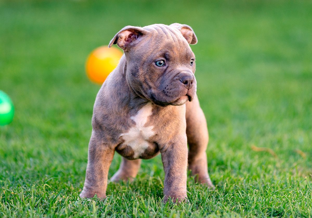 American bully chiot