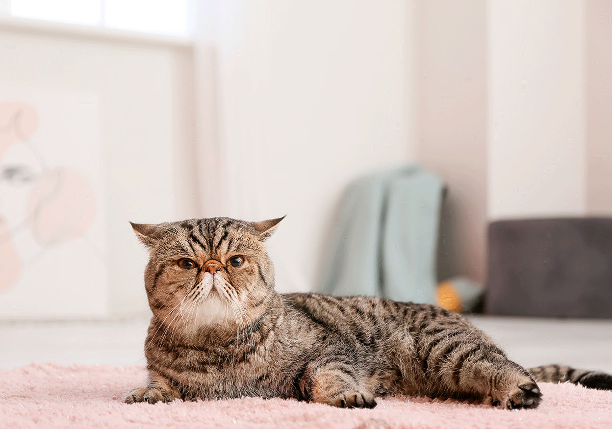 Exotic shorthair couché en intérieur