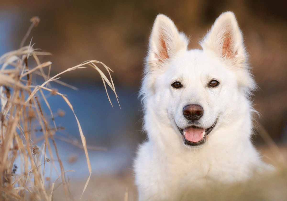 Berger blanc suisse en gros plan